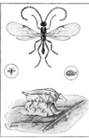 An illustration from Scientific American, Vol. 94, No. 1 (January 1906) (1906)