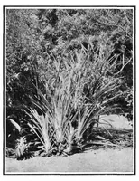 An illustration from Scientific American, Vol. 94, No. 3 (January 1906) (1906)