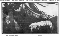 An illustration from Scientific American, Vol. 94, No. 6 (February 1906) (1906)