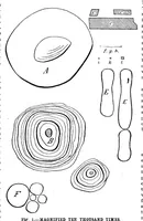 Picture 7 of 27 from Scientific American, Vol. 94, No. 7 (February 1906) (1906), leaf 5