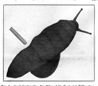 Picture 17 of 27 from Scientific American, Vol. 94, No. 18 (May 1906) (1906), leaf 10