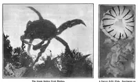 An illustration from Scientific American, Vol. 94, No. 22 (June 1906) (1906)