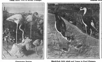 Picture 15 of 19 from Scientific American, Vol. 95, No. 6 (August 1906) (1906), leaf 10