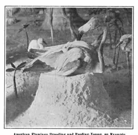 Picture 13 of 19 from Scientific American, Vol. 95, No. 6 (August 1906) (1906), leaf 9