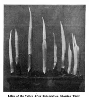 Picture 12 of 22 from Scientific American, Vol. 95, No. 10 (September 1906) (1906), leaf 8
