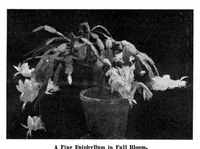 Picture 13 of 22 from Scientific American, Vol. 95, No. 10 (September 1906) (1906), leaf 8