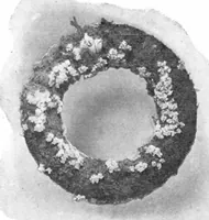 Picture 4 of 23 from Scientific American, Vol. 95, No. 12 (September 1906) (1906), leaf 4