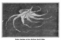 An illustration from Scientific American, Vol. 95, No. 16 (October 1906) (1906)