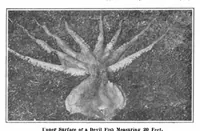An illustration from Scientific American, Vol. 95, No. 16 (October 1906) (1906)