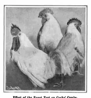 Picture 3 of 17 from Scientific American, Vol. 95, No. 16 (October 1906) (1906), leaf 3