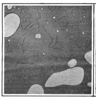 An illustration from Scientific American, Vol. 95, No. 21 (November 1906) (1906)
