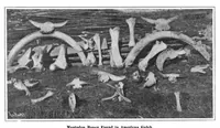 Picture 15 of 22 from Scientific American, Vol. 95, No. 22 (December 1906) (1906), leaf 10