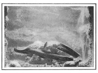 An illustration from Scientific American, Vol. 95, No. 23 (December 1906) (1906)