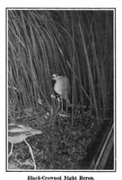 Picture 26 of 39 from Scientific American, Vol. 95, No. 23 (December 1906) (1906), leaf 16