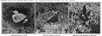 Picture 27 of 39 from Scientific American, Vol. 95, No. 23 (December 1906) (1906), leaf 17