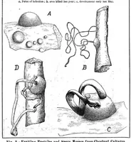 Picture 13 of 24 from Scientific American, Vol. 95, No. 24 (December 1906) (1906), leaf 10