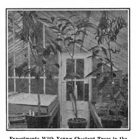 Picture 14 of 24 from Scientific American, Vol. 95, No. 24 (December 1906) (1906), leaf 10