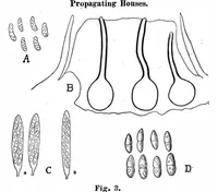Picture 15 of 24 from Scientific American, Vol. 95, No. 24 (December 1906) (1906), leaf 10