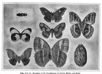 An illustration from Scientific American, Vol. 95, No. 26 (December 1906) (1906)
