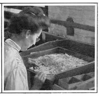 Picture 7 of 18 from Scientific American, Vol. 96, No. 1 (January 1907) (1907), leaf 10
