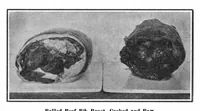 Picture 21 of 38 from Scientific American, Vol. 96, No. 2 (January 1907) (1907), leaf 21