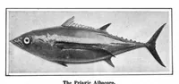Picture 18 of 22 from Scientific American, Vol. 96, No. 9 (March 1907) (1907), leaf 11