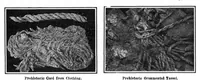 Picture 10 of 22 from Scientific American, Vol. 96, No. 13 (March 1907) (1907), leaf 8