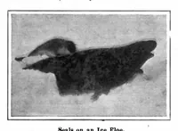 Picture 2 of 22 from Scientific American, Vol. 96, No. 15 (April 1907) (1907), leaf 3