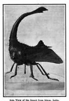 An illustration from Scientific American, Vol. 96, No. 21 (May 1907) (1907)