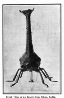 An illustration from Scientific American, Vol. 96, No. 21 (May 1907) (1907)