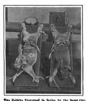 Picture 13 of 14 from Scientific American, Vol. 97, No. 3 (July 1907) (1907), leaf 10