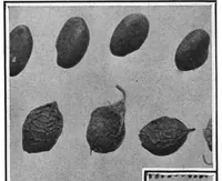 An illustration from Scientific American, Vol. 97, No. 4 (July 1907) (1907)