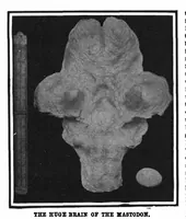 An illustration from Scientific American, Vol. 97, No. 6 (August 1907) (1907)
