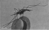 An illustration from Scientific American, Vol. 97, No. 8 (August 1907) (1907)