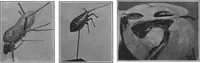 Picture 16 of 35 from Scientific American, Vol. 97, No. 8 (August 1907) (1907), leaf 8