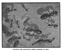 An illustration from Scientific American, Vol. 97, No. 18 (November 1907) (1907)
