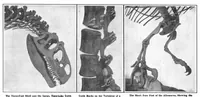 Picture 9 of 13 from Scientific American, Vol. 97, No. 24 (December 1907) (1907), leaf 9