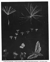 Picture 4 of 25 from Scientific American, Vol. 98, No. 9 (February 1908) (1908), leaf 5