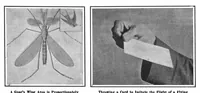 Picture 6 of 25 from Scientific American, Vol. 98, No. 9 (February 1908) (1908), leaf 6