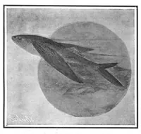 Picture 8 of 25 from Scientific American, Vol. 98, No. 9 (February 1908) (1908), leaf 6