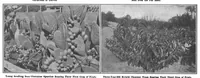 Picture 7 of 19 from Scientific American, Vol. 98, No. 15 (April 1908) (1908), leaf 7