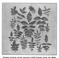 Picture 9 of 19 from Scientific American, Vol. 98, No. 15 (April 1908) (1908), leaf 7