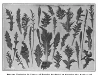 Picture 10 of 19 from Scientific American, Vol. 98, No. 15 (April 1908) (1908), leaf 8
