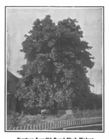 Picture 11 of 19 from Scientific American, Vol. 98, No. 15 (April 1908) (1908), leaf 8