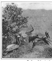 Picture 8 of 22 from Scientific American, Vol. 98, No. 19 (May 1908) (1908), leaf 7