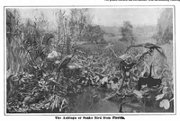 Picture 11 of 22 from Scientific American, Vol. 98, No. 19 (May 1908) (1908), leaf 8