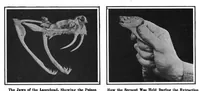 Picture 13 of 24 from Scientific American, Vol. 98, No. 21 (May 1908) (1908), leaf 9