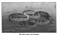 An illustration from Scientific American, Vol. 98, No. 21 (May 1908) (1908)