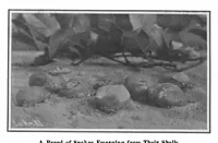 Picture 11 of 19 from Scientific American, Vol. 99, No. 3 (July 1908) (1908), leaf 9