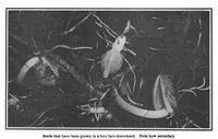 Picture 17 of 20 from Scientific American, Vol. 99, No. 8 (August 1908) (1908), leaf 10